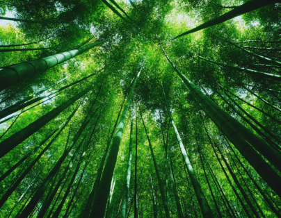 台中出發~嘉驛風華 台版京都嵐山竹林 州際集團旗下嘉義福容voco酒店2日